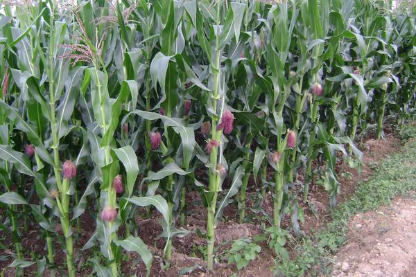 亨达908玉米种子特点，出苗至成熟128天