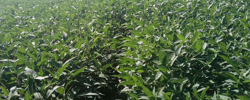 长农201大豆品种的特性，出苗至成熟平均121天