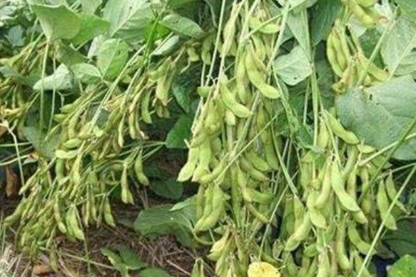 九农黑皮青2号大豆品种简介，出苗至成熟平均114天