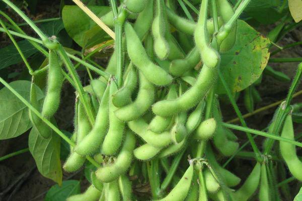 九农黑皮青2号大豆品种简介，出苗至成熟平均114天