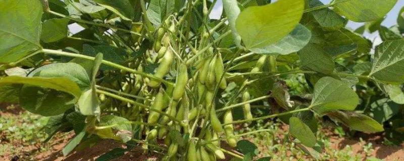 吉农206大豆种子简介，出苗至成熟平均124天