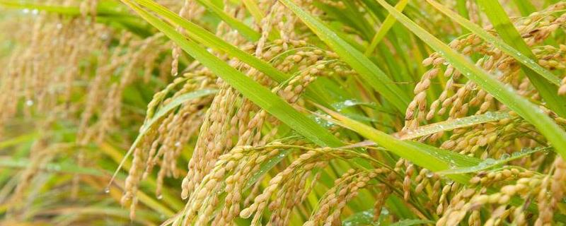九稻89水稻种简介，7月上中旬注意防治二化螟