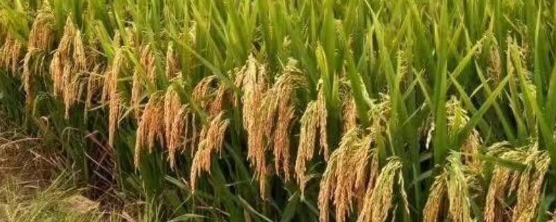 新科36水稻种简介，生育期143天