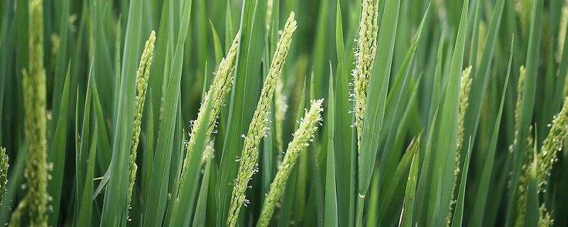 吉粳577水稻品种简介，7月上中旬注意防治二化螟