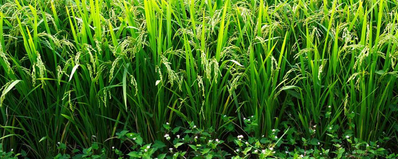 奔驰9水稻品种的特性，4月中旬播种