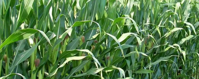 米糯870玉米品种的特性，该品种幼苗期第一叶鞘浅绿色