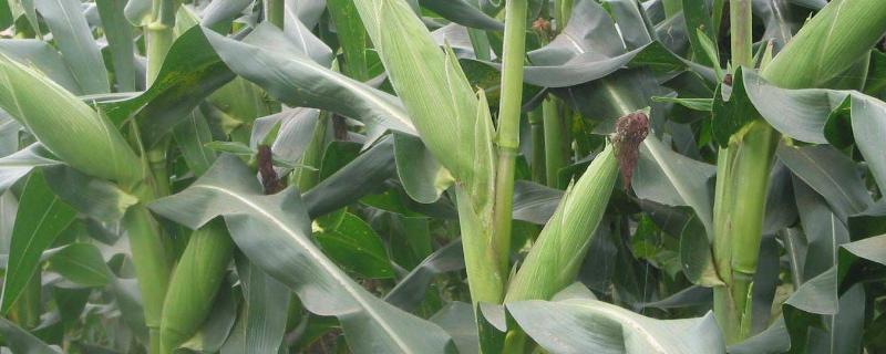 禾田53号玉米种子简介，该品种幼苗期第一叶鞘紫色