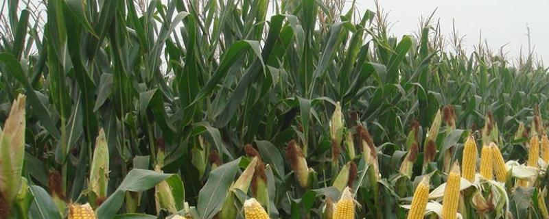 育科2号玉米种子特点，在适应区4月28日左右播种