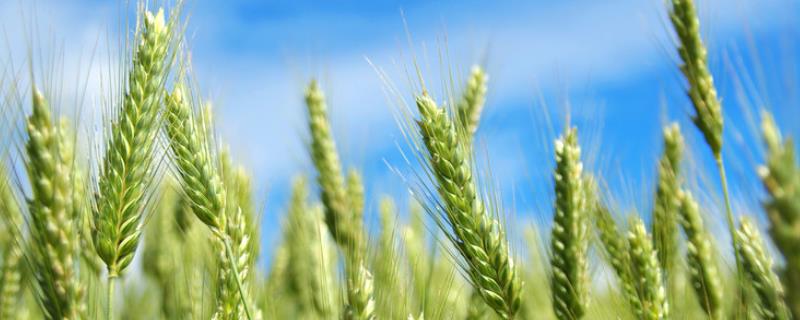 龙麦90小麦种子特点，选择中等以上肥力地块种植