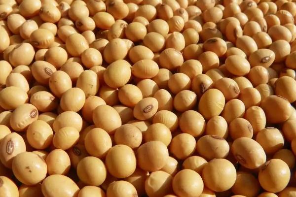 绥农119大豆种子特点，在适应区5月上旬播种