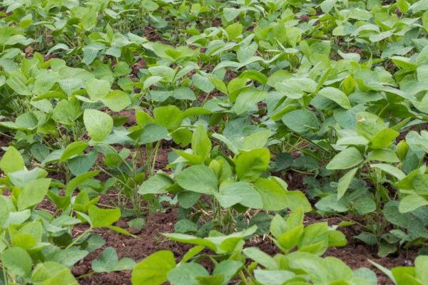 绥农119大豆种子特点，在适应区5月上旬播种