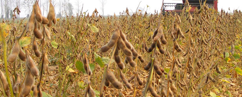 黑农559大豆品种简介，选择中肥力地块种植
