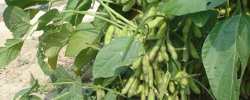 龙达177大豆品种的特性，该品种亚有限结荚习性
