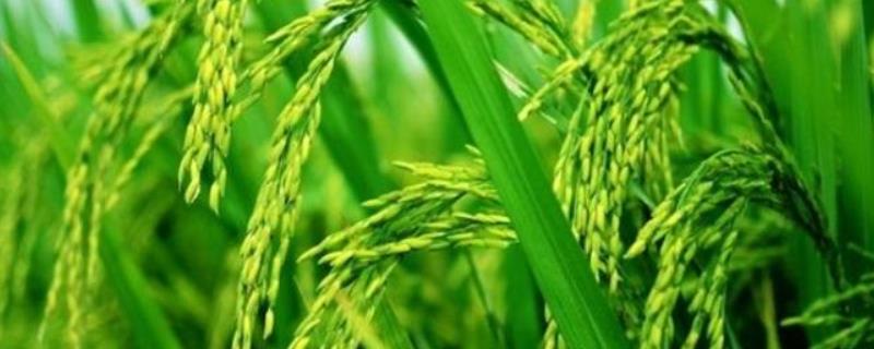 新峰红糯1号水稻种子特征特性，红香糯稻品种