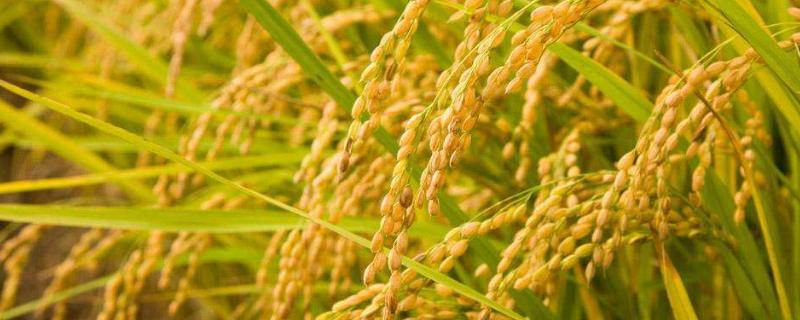 龙盾1981水稻种子特点，该品种主茎11片叶