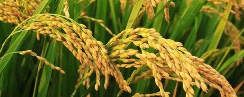莲稻25水稻品种的特性，该品种主茎11片叶
