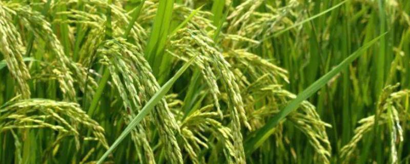 天赐18水稻种子特征特性，普通粳稻品种