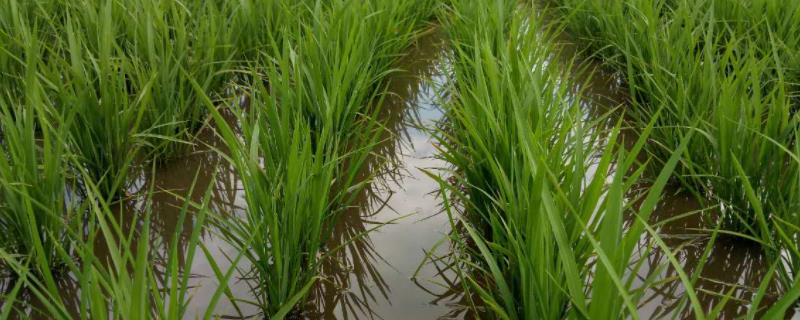富稻42水稻品种的特性，普通粳稻品种