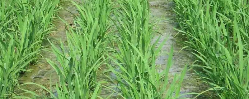 龙粳3024水稻品种的特性，普通粳稻品种