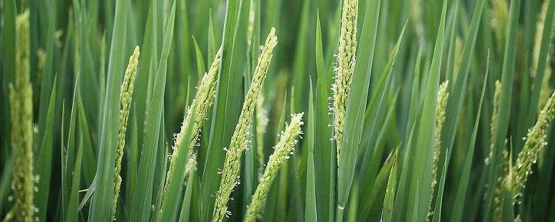 莲育805水稻种子简介，该品种主茎11片叶