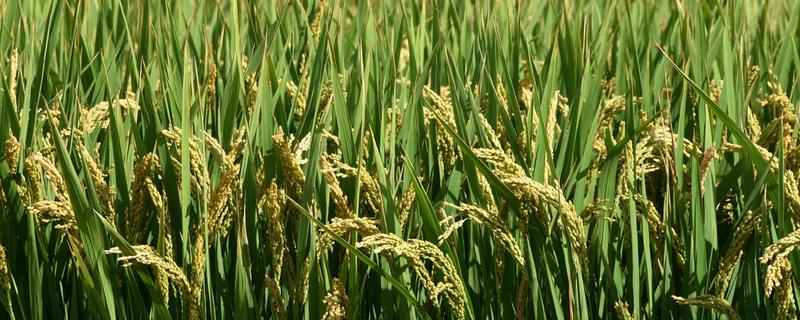 物集3水稻种子介绍，普通粳稻品种