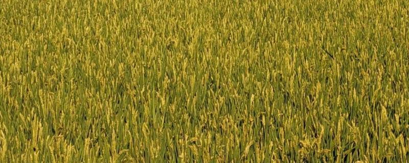 普育821水稻种简介，普通粳稻品种