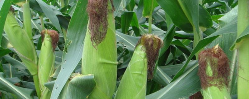 艾克信20玉米品种的特性，中等肥力以上地块栽培