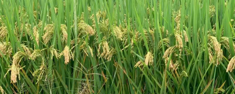 龙粳1624水稻种植要点，适宜在黑龙江省种植