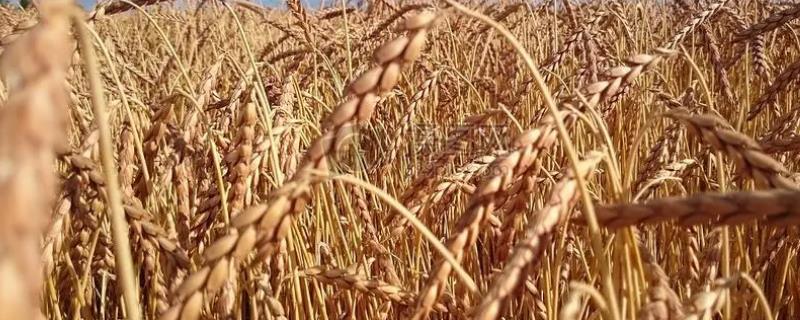 春小麦与冬小麦有什么区别，前者主要种植在北方、后者主要种植在南方