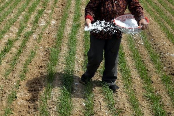 小麦拔节期追肥注意事项，不建议施加过多的氮肥