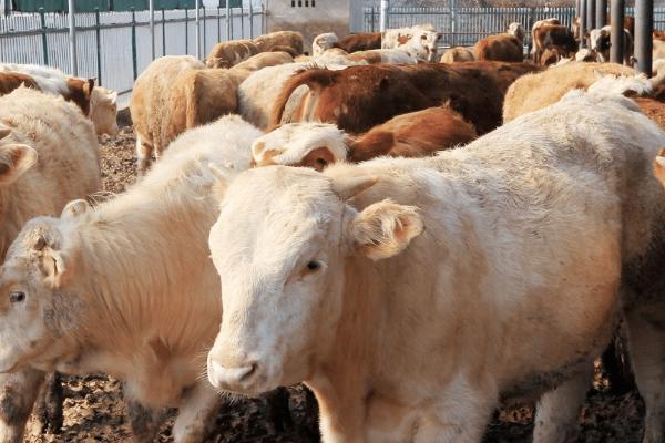 牛发生百叶干病的原因，主要是由于饲喂不当所导致