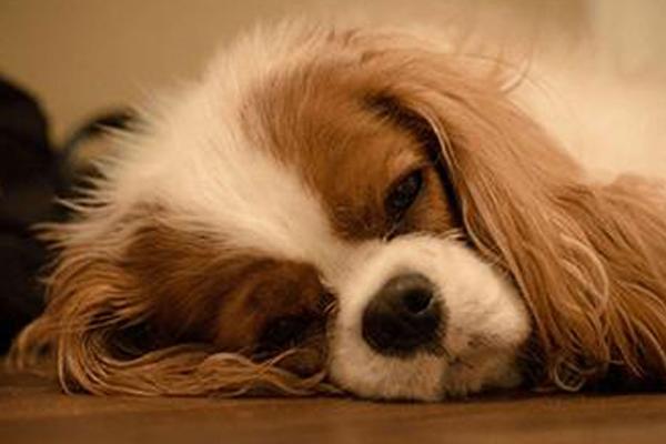 狗狗咳嗽的原因，呼吸道疾病、上火或犬瘟热等都会导致