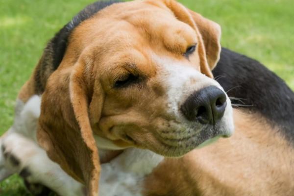 狗狗咳嗽的原因，呼吸道疾病、上火或犬瘟热等都会导致