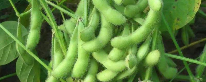 苏豆27大豆品种的特性，每亩留苗1.5万株左右