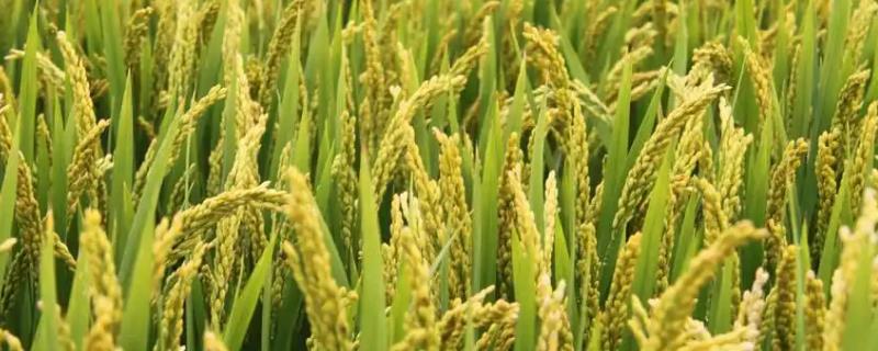 常优粳158水稻种简介，当每亩茎蘖苗达够穗苗时