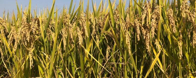 苏秀867水稻品种简介，大田用种量每亩4~5公斤
