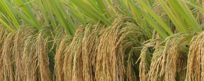 巨基3号水稻品种简介，该品种主茎12片叶
