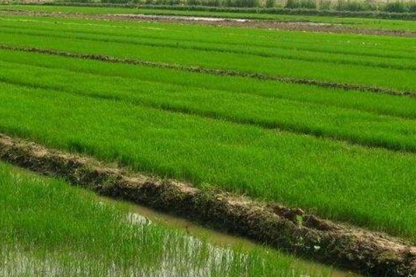 东富153水稻品种简介，糯稻品种