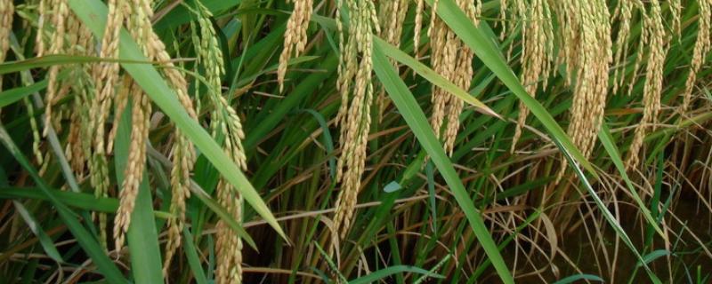 龙桦3水稻种子简介，该品种主茎11片叶