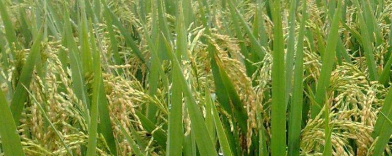 粳禾10号水稻品种的特性，香稻品种