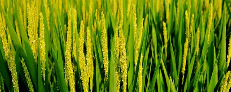 东富144水稻种子特点，普通粳稻品种