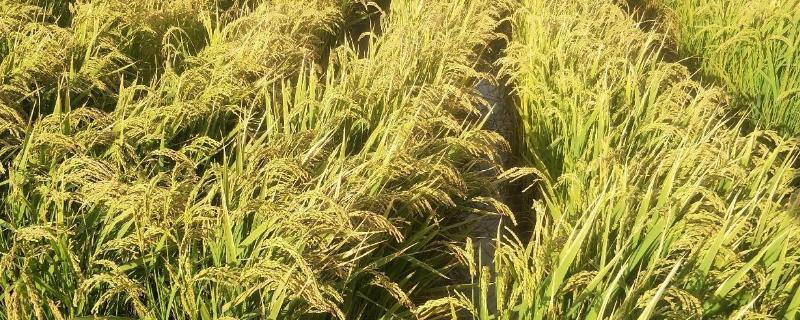 唯农209水稻种子介绍，该品种主茎14片叶