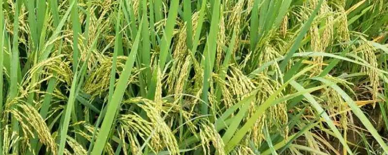 扬大4号水稻种子特征特性，迟熟中粳稻早熟品种
