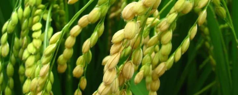 中科盐10号水稻种简介，每亩栽插2万穴左右