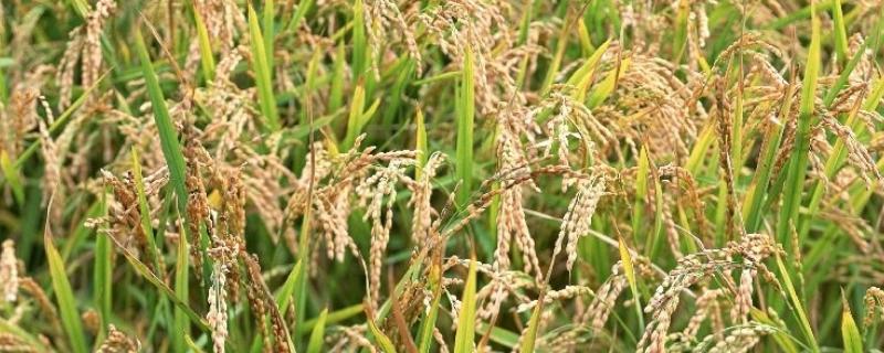 迁香软1号水稻种子简介，大田用种量每亩3~4公斤