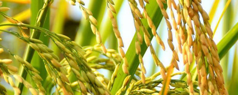 保稻701水稻品种简介，旱育秧每亩播量35~40公斤