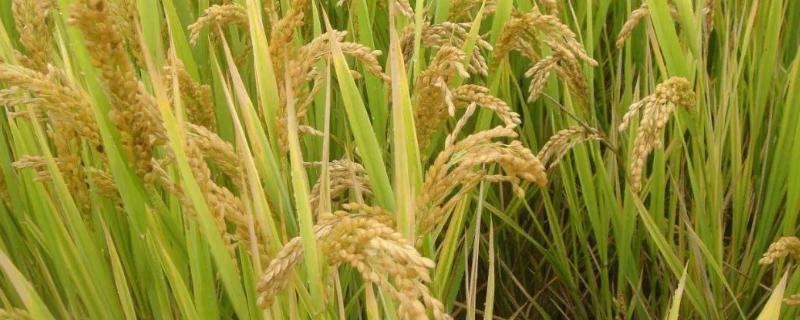 扬优香占水稻种子特点，每亩有效穗15.1万