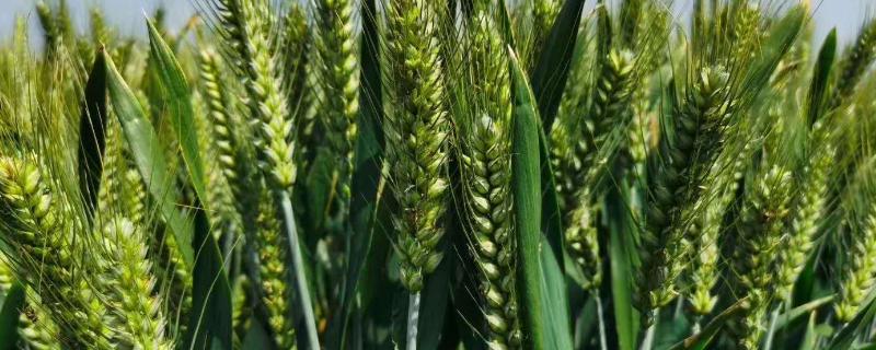 红旗麦18小麦种子特征特性，表现为中抗赤霉病