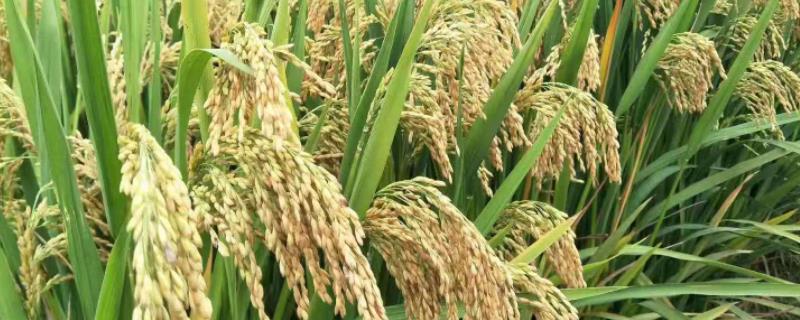 浙1831水稻种子介绍，该品种株高中等