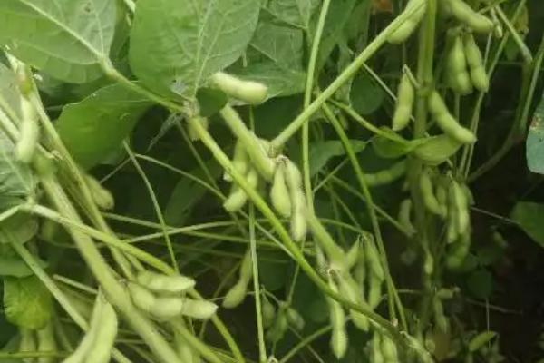 开科源翠鸟大豆种子特点，播种时施有机底肥